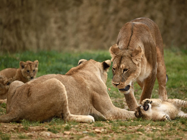 Lions, wild animals