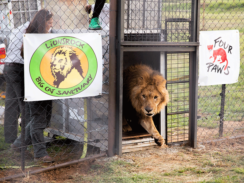 New home in Free State for two lions rescued in Gaza