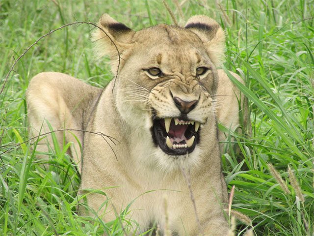 Boy, 12, mauled to death by lions in Free State