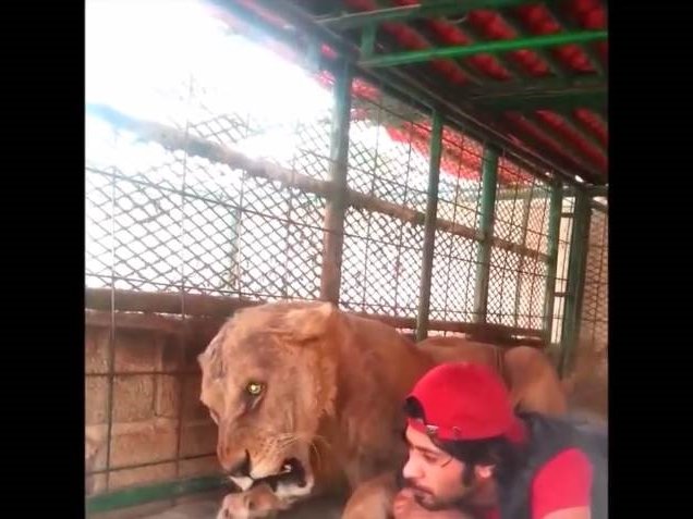 lions pets image wild cage