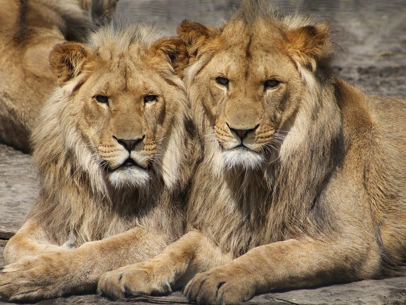 Lions pixabay