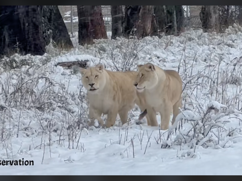 Lionesses walking through snow in South Africa