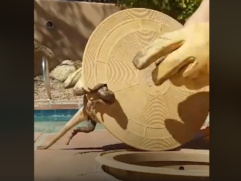 lizard in pool filter