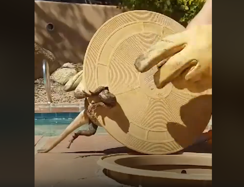 lizard in pool filter