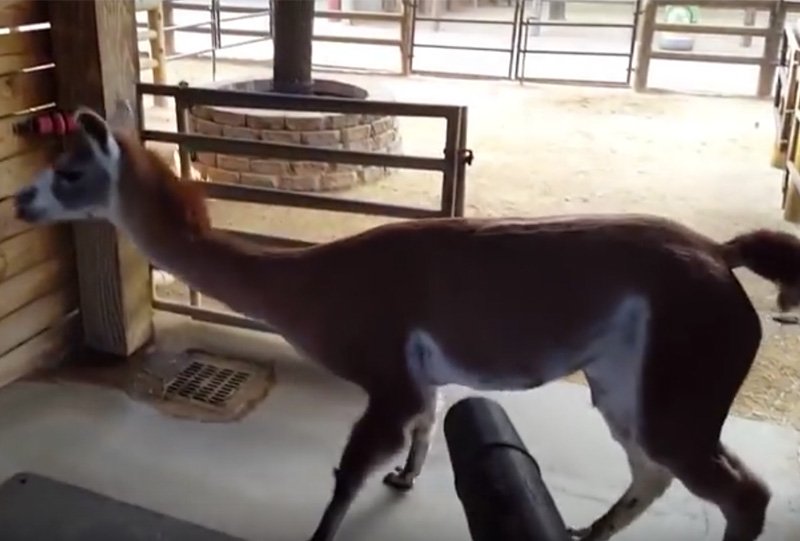 Llama loves his leaf blower