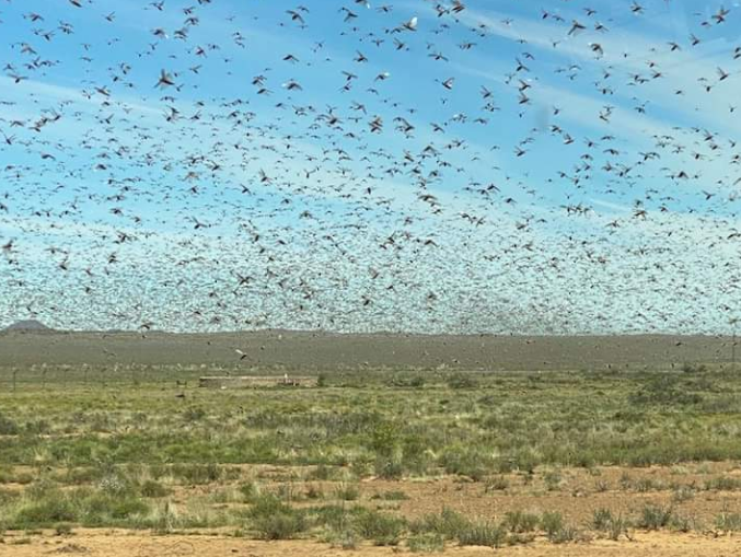 locusts