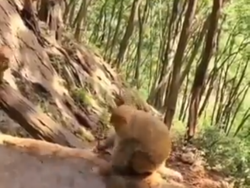 WATCH: A mama monkey is shown giving her baby a bath and it gets us talking about mothers