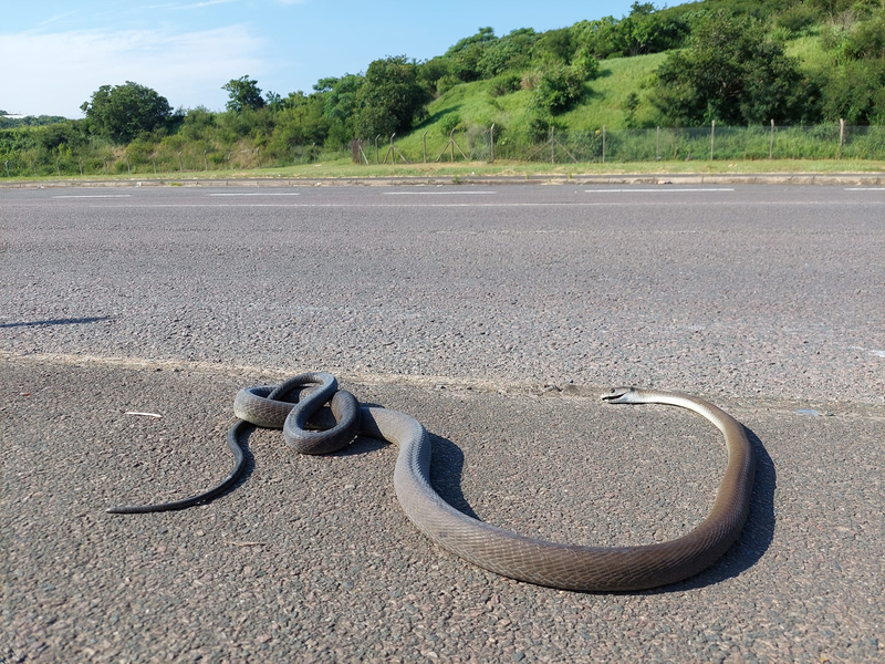No mamba-ling after we heard about the snake that tried to cross the road