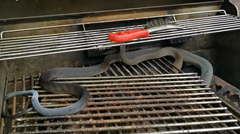 Mamba in braai