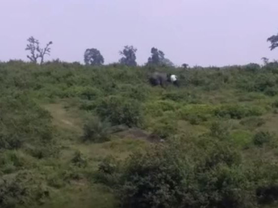 Elephant killed man while taking a selfie