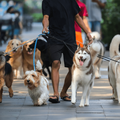Man walking multiple dogs
