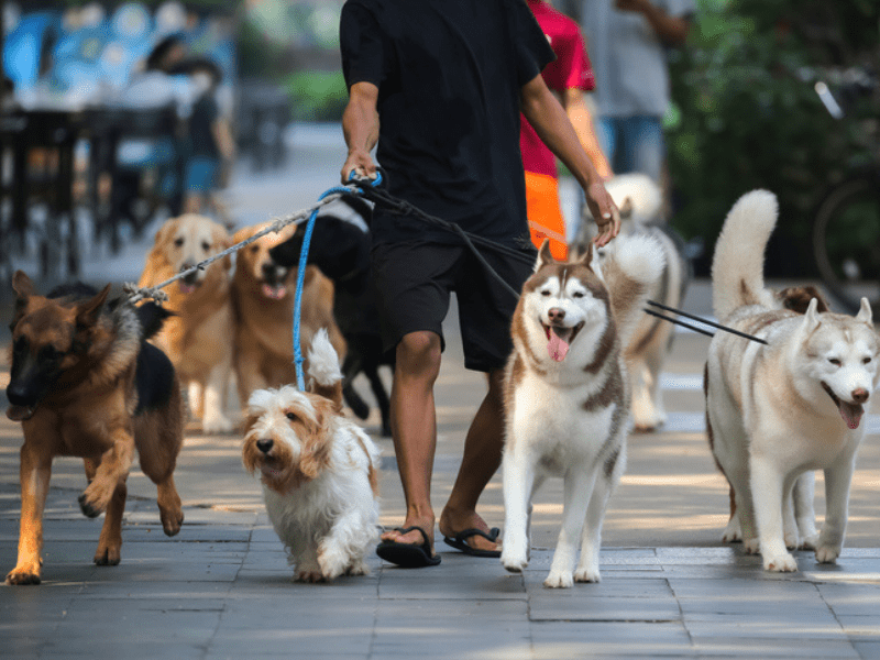 Man walking multiple dogs