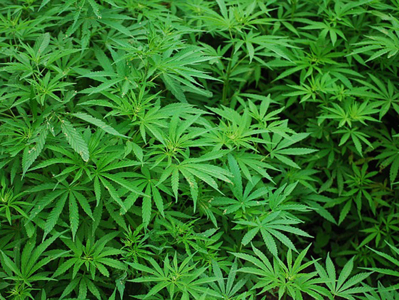 Marijuana