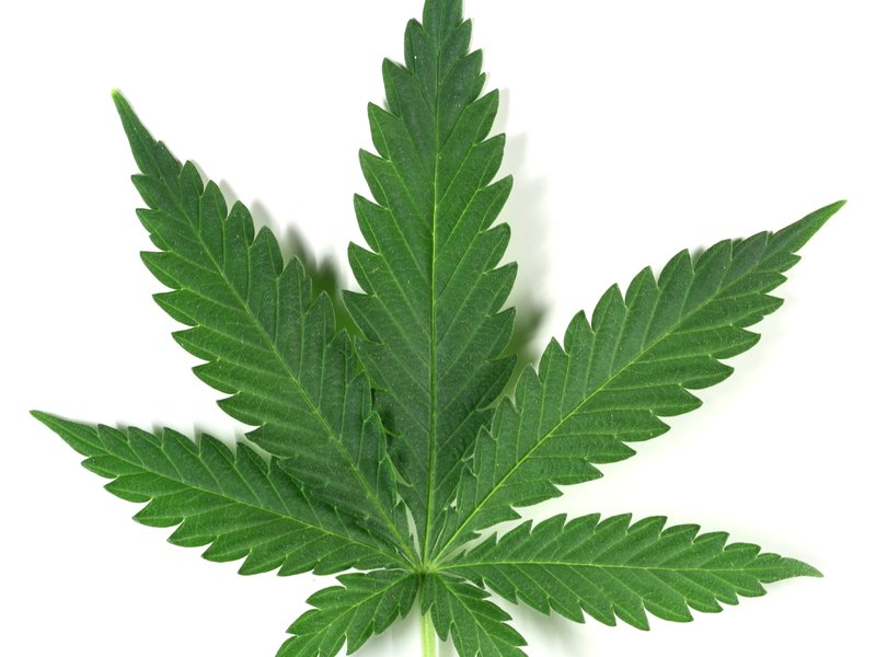 marijuana-leaf.jpg