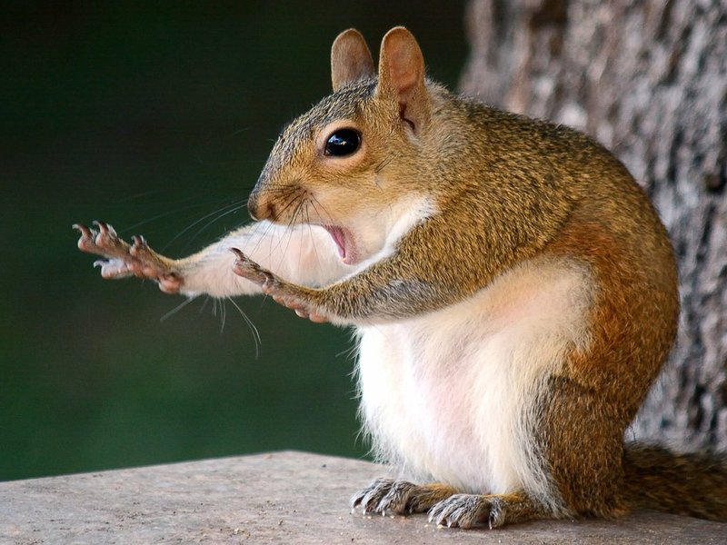 mary mcgowan squirrel