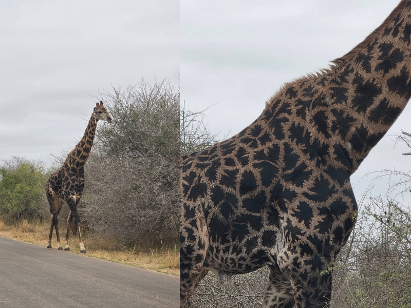 LOOK: Tourist records unique giraffe in Kruger National Park