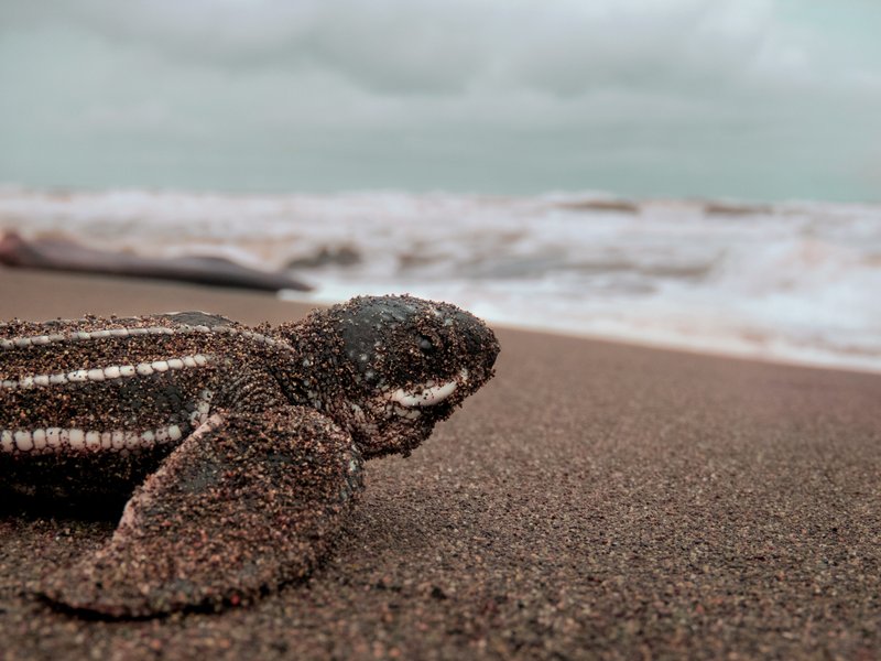 Leatherback turtle