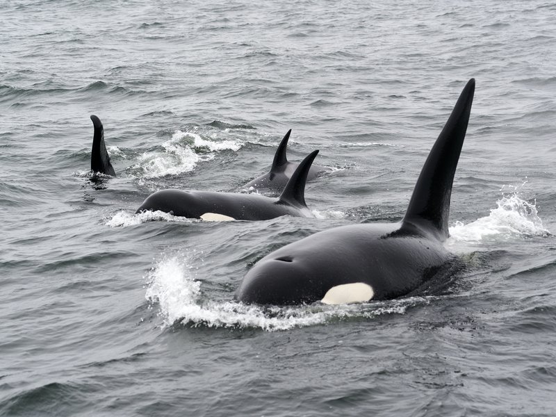 Orca