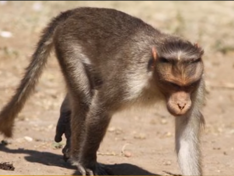 monkey bites baby