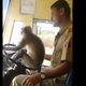 Monkey driving a bus in India