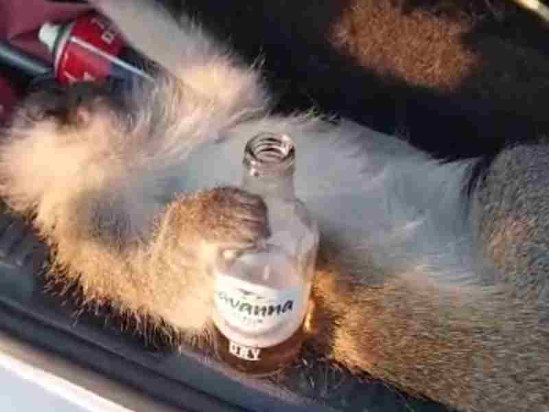 Drunk monkey