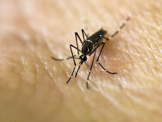 Mosquito, Zika Virus