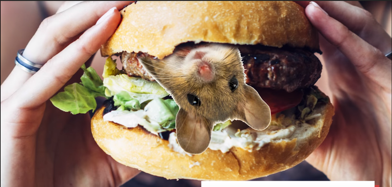 mouse in wendy's burger