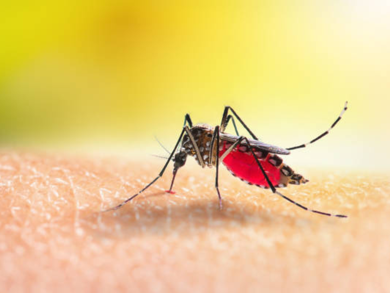 KZN:Are mosquitoes out for your blood ? #mosquitomagnet