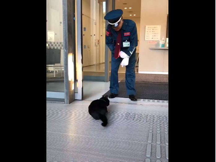 museum cats
