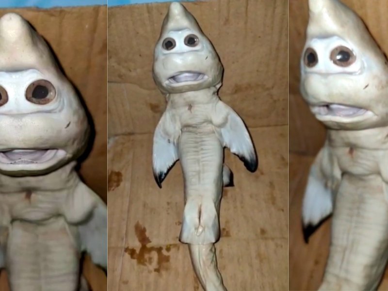 mutant shark