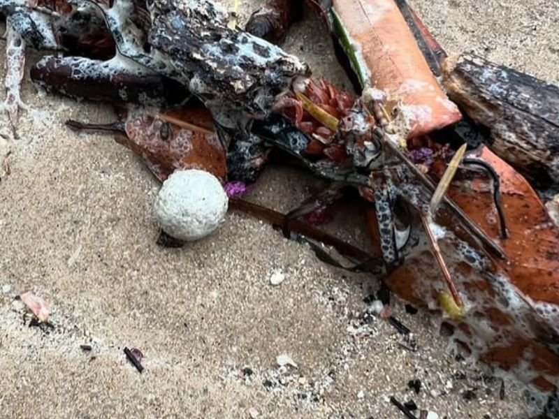 Mystery balls on Sydney beaches