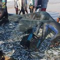 Sardines
