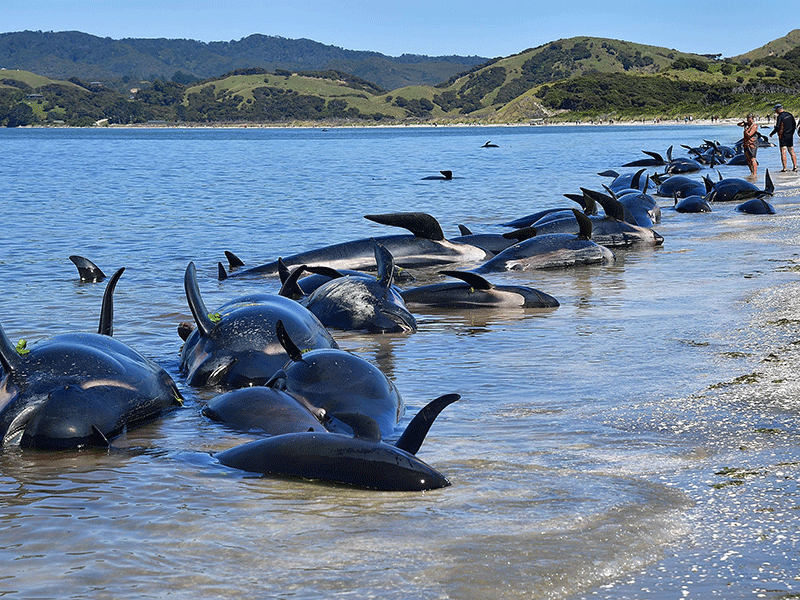 Pilot whales die in mass stranding in New Zealand