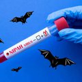 nipah virus