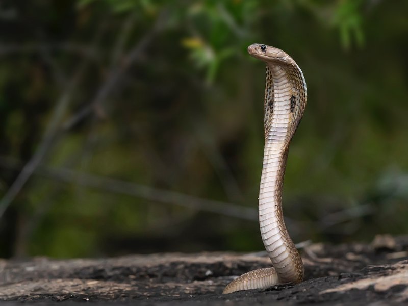 A snake took a leap off a roof and online users could not believe their eyes.
