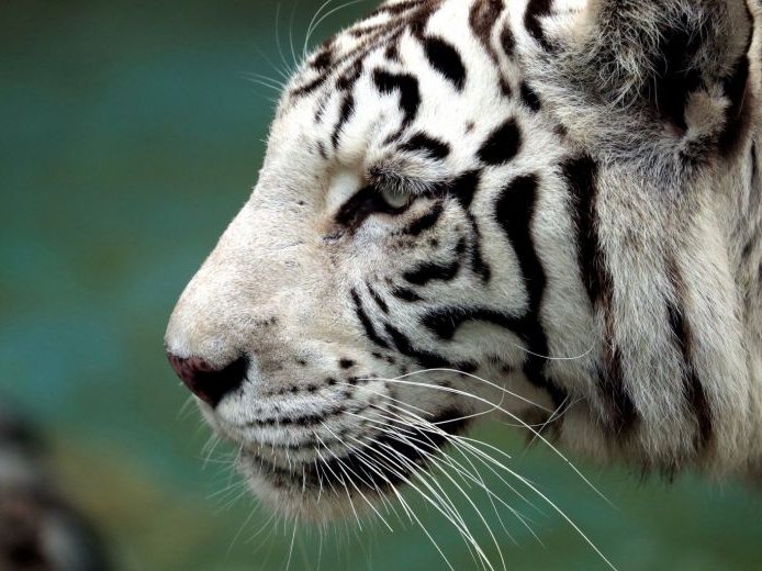 White Tiger Japan Killing