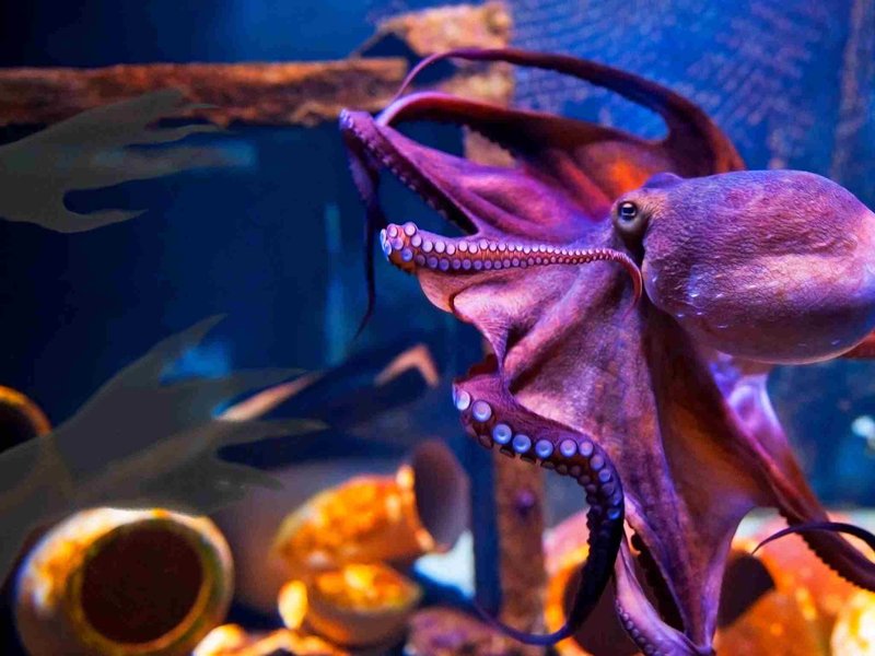 New research shows Octopuses have horrifying nightmares