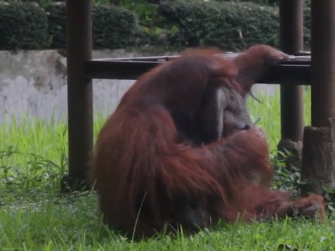 orangutan