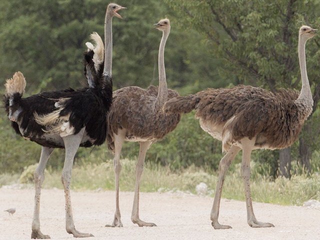 ostrich_wikipedia.jpg