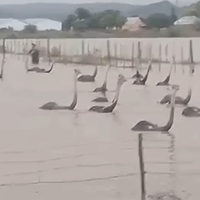 WATCH: Ostriches caught in floodwaters rescued by local farmers