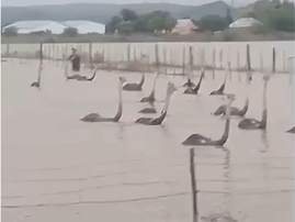 WATCH: Ostriches caught in floodwaters rescued by local farmers
