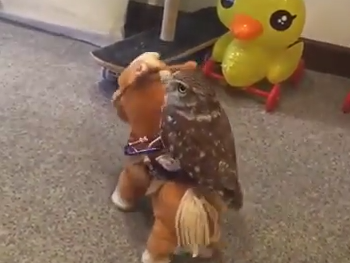 Owl riding toy horse