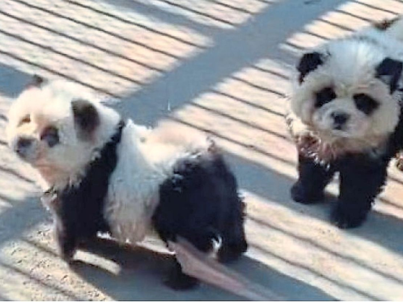 Panda zoo dog
