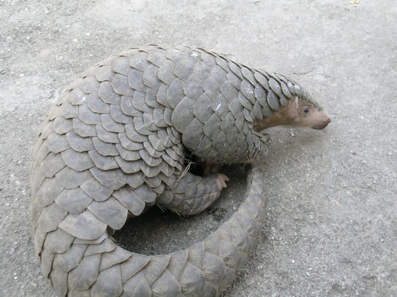 Pangolin