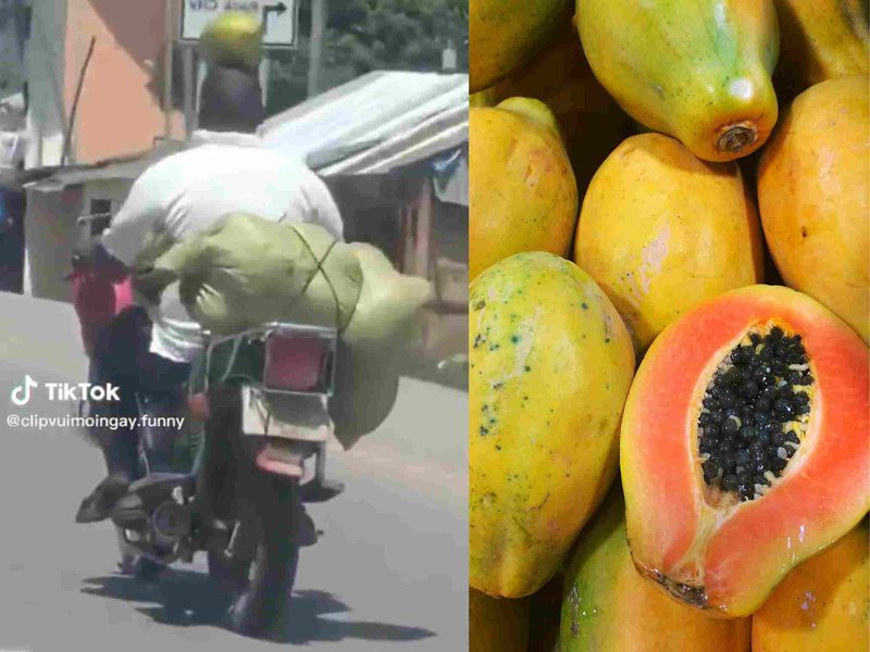 WATCH: Driver rides motorcycle with a pawpaw on his head