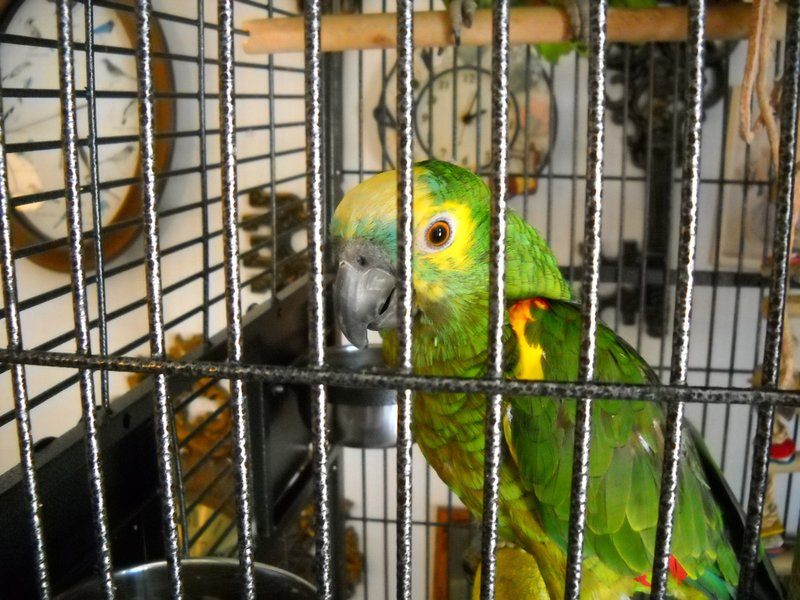 parrot reveals secrets