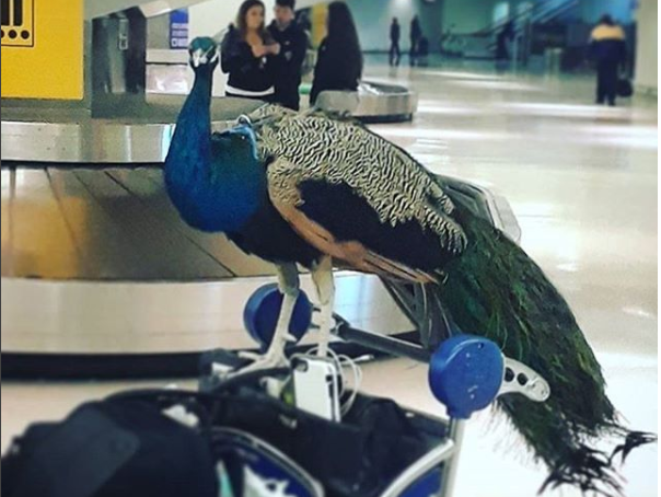 peacock