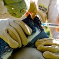 A Nature Parks ranger injecting a little penguin during the H5N1 vaccination program