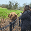 people taking pictures of a highland cow on a farm