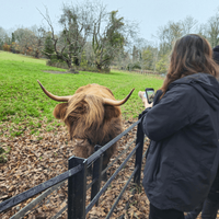 people taking pictures of a highland cow on a farm